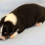 SHE R4-Wurf Rüde 1 tricolour 1 Woche alt 20180417 (11)