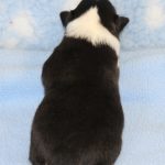 SHE R4-Wurf Rüde 1 tricolour 1 Woche alt 20180417 (16)