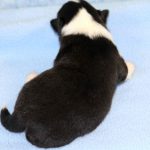 SHE R4-Wurf Rüde 1 tricolour 1 Woche alt 20180417 (17)