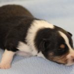 SHE R4-Wurf Rüde 1 tricolour 1 Woche alt 20180417 (22)