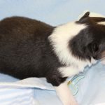 SHE R4-Wurf Rüde 1 tricolour 1 Woche alt 20180417 (35)