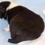 SHE R4-Wurf Rüde 1 tricolour 1 Woche alt 20180417 (39)