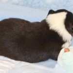 SHE R4-Wurf Rüde 1 tricolour 1 Woche alt 20180417 (41)
