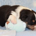 SHE R4-Wurf Rüde 1 tricolour 1 Woche alt 20180417 (87)
