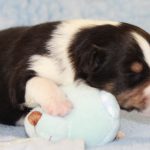 SHE R4-Wurf Rüde 1 tricolour 1 Woche alt 20180417 (89)