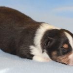 SHE R4-Wurf Rüde 1 tricolour 1 Woche alt 20180417 (90)