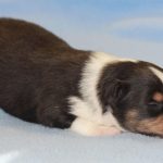 SHE R4-Wurf Rüde 1 tricolour 1 Woche alt 20180417 (91)