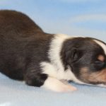 SHE R4-Wurf Rüde 1 tricolour 1 Woche alt 20180417 (93)