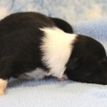 SHE R4-Wurf Rüde 2 tricolour 1 Woche alt 20180417 (03)