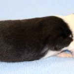 SHE R4-Wurf Rüde 2 tricolour 1 Woche alt 20180417 (08)