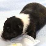 SHE R4-Wurf Rüde 2 tricolour 1 Woche alt 20180417 (11)