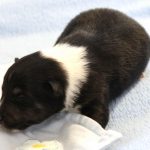 SHE R4-Wurf Rüde 2 tricolour 1 Woche alt 20180417 (13)