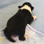 SHE R4-Wurf Rüde 2 tricolour 1 Woche alt 20180417 (15)