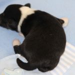 SHE R4-Wurf Rüde 2 tricolour 1 Woche alt 20180417 (17)