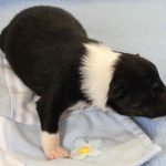 SHE R4-Wurf Rüde 2 tricolour 1 Woche alt 20180417 (23)