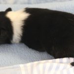 SHE R4-Wurf Rüde 2 tricolour 1 Woche alt 20180417 (25)