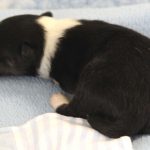 SHE R4-Wurf Rüde 2 tricolour 1 Woche alt 20180417 (26)