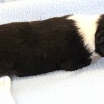SHE R4-Wurf Rüde 2 tricolour 1 Woche alt 20180417 (28)