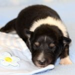SHE R4-Wurf Rüde 2 tricolour 1 Woche alt 20180417 (37)