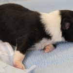 SHE R4-Wurf Rüde 2 tricolour 1 Woche alt 20180417 (40)