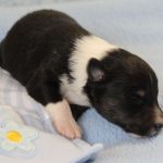 SHE R4-Wurf Rüde 2 tricolour 1 Woche alt 20180417 (41)