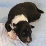 SHE R4-Wurf Rüde 2 tricolour 1 Woche alt 20180417 (43)