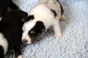 SHE S4-Wurf Hündin blue-merle 20180423 (01)