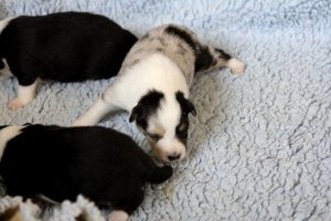 SHE S4-Wurf Hündin blue-merle 20180423 (02)