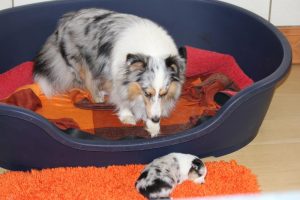 SHE S4-Wurf Hündin blue-merle 20180423 - Kind über Bord