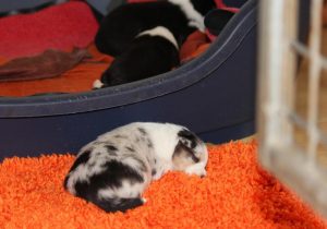 SHE S4-Wurf Hündin blue-merle 20180423 - rausgeplumpst und eingeschlafen