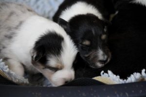 SHE S4-Wurf Hündin blue-merle und Rüde 1 tricolour 20180423 (01)