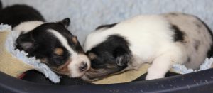 SHE S4-Wurf Rüde 1 tricolour und Hündin blue-merle 20180423 (01)