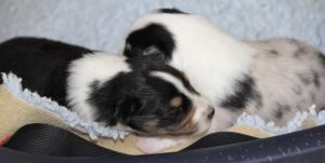 SHE S4-Wurf Rüde 1 tricolour und Hündin blue-merle 20180423 (02)