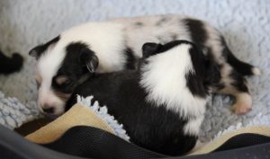 SHE S4-Wurf Rüde 1 tricolour und Hündin blue-merle 20180423 (03)